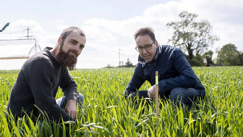 Agroscope-Forscher Marcel van der Heijden (links) und Raphael Wittwer kontrollieren die Felder für die Messung der Lachgas-Emissionen.