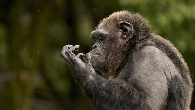 Schimpansen haben eine erstaunlich vielfältige Nahrungspalette. Auch Krabben stehen auf dem Speiseplan. (Archivbild)