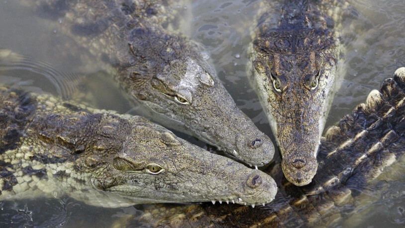 Reptilien wie Krokodile und Schlangen sollen künftig mit schonenderen Methoden getötet werden. Das Bild zeigt Krokodile in einer tschechischen Farm. (Archivbild)