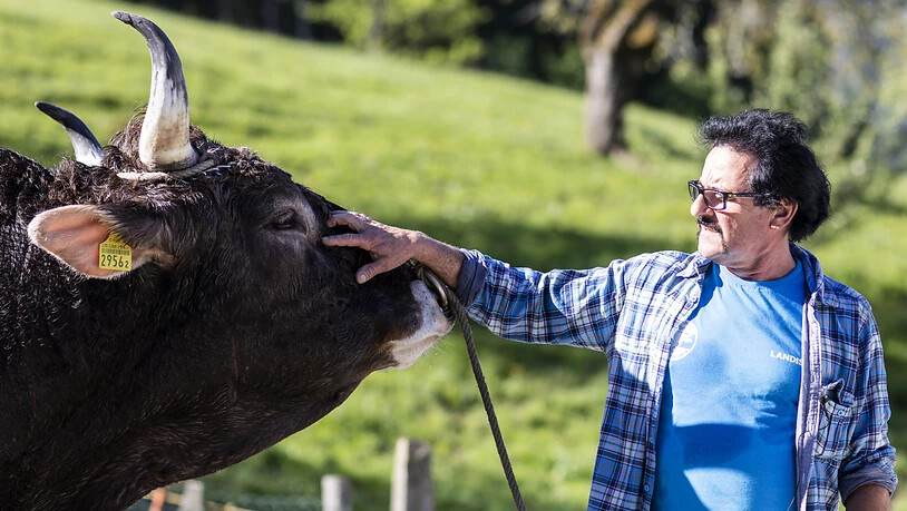 Mändel Nussbaumer hat zum Siegermuni Kolin eine besondere Beziehung aufgebaut.