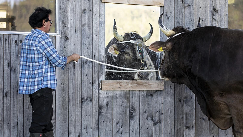 Mändel lässt den Kolin auch immer wieder in den Spiegel blicken, um ihn an sein Spiegelbild zu gewöhnen.