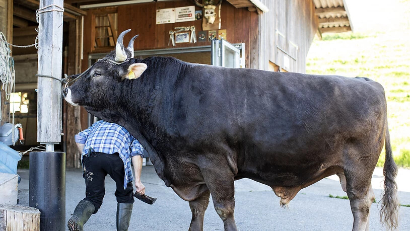 Samstag für Samstag hegt und pflegt Mändel den künftigen Siegermuni Kolin.