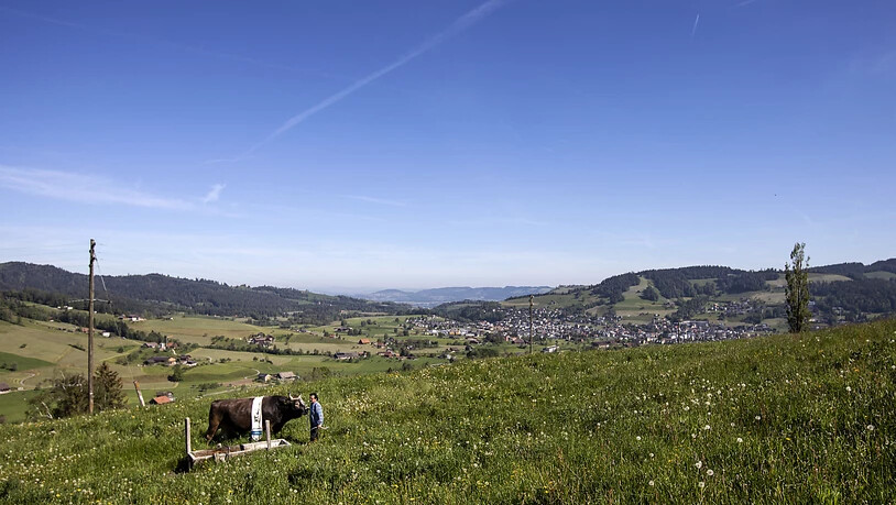 Zweisamkeit auf dem Spazierigang: Stier Kolin mit Mändel in Unterägeri.