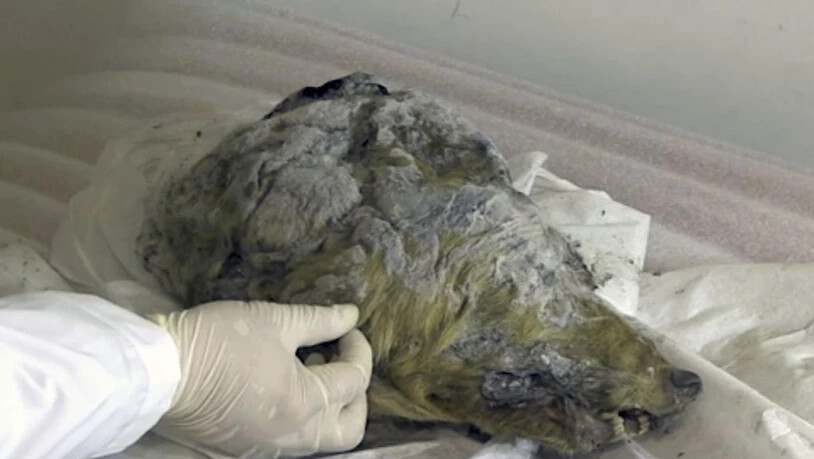 Der 32'000 Jahre alte Wolf hat sich im sibirischen Permafrost gut gehalten. Sehr zur Freude von Forschern. (Handout)
