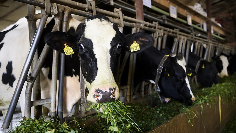 Kuh am Futtertrog in einem Stall im Kanton Freiburg. Die Menge der an Tierärzte verkauften Antibiotika hat sich in den letzten 10 Jahren halbiert. (Archivbild)