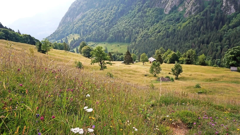 Effort: Ohne einen jährlichen Schnitt würde aus den Wiesen im Täli wieder Wald.