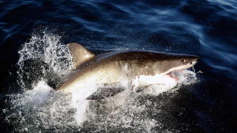 Der Weisse Hai gehört zu den meist bedrohten Hai-Arten im Mittelmeer. (Themenbild)