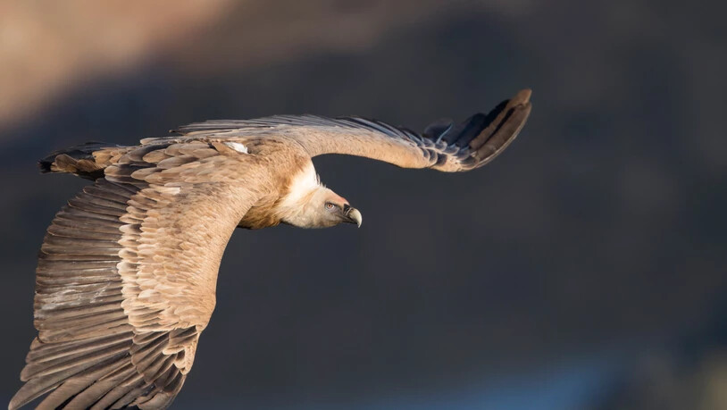 Der Gänsegeier ist mittlerweile ein regelmässiger Sommergast in der Schweiz. Mit bis zu 2,6 Meter Flügelspannweite gehört der Greifvogel zu den grössten Vögeln Europas.