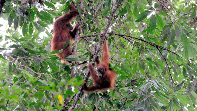 Sumatra-Orang-Utans im Gunung Leuser Nationalpark in Indonesien.