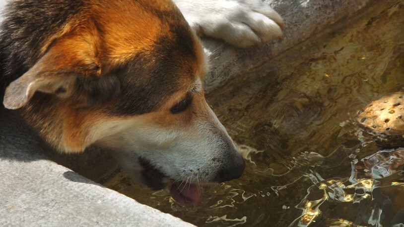 Mit durstigen Hunden haben die oft heissen Hundstage nichts zu tun. (Archivbild)