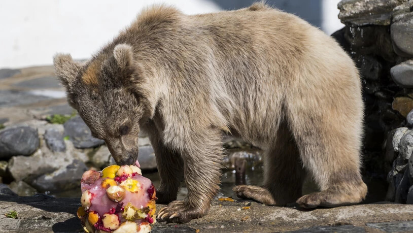Braunbären sind Allesfresser und lieben Früchte.