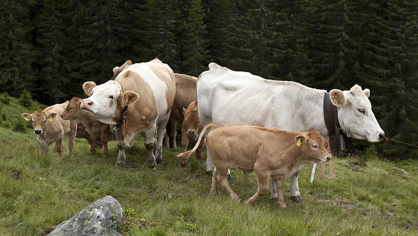 Mutterkühe auf einer Alp: Damit die Rinder nicht gereizt werden, dürfen Wanderer auf der Bannalp keine Hunde mehr mitführen. (Symbolbild)