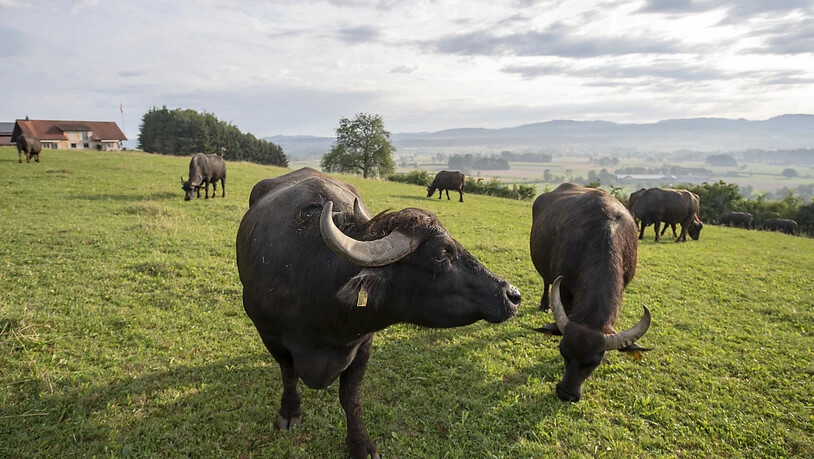 Die Kühe der Wasserbüffel liefern die Milch für Mozzarella. Die Stiere dienen als Fleischlieferanten.