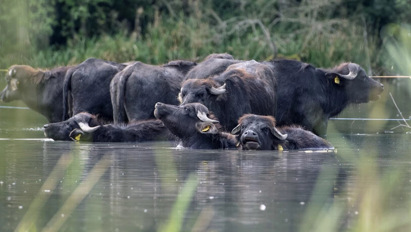 Büffelmozzarella aus dem Aargau: Familie Villiger hält in Sins eine Herde von Wasserbüffeln.