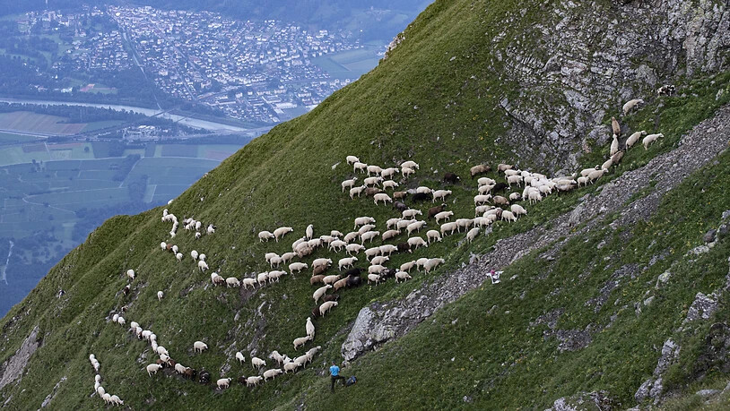 Die Schafherde auf dem Weg zu den Weiden im Fläschertal.