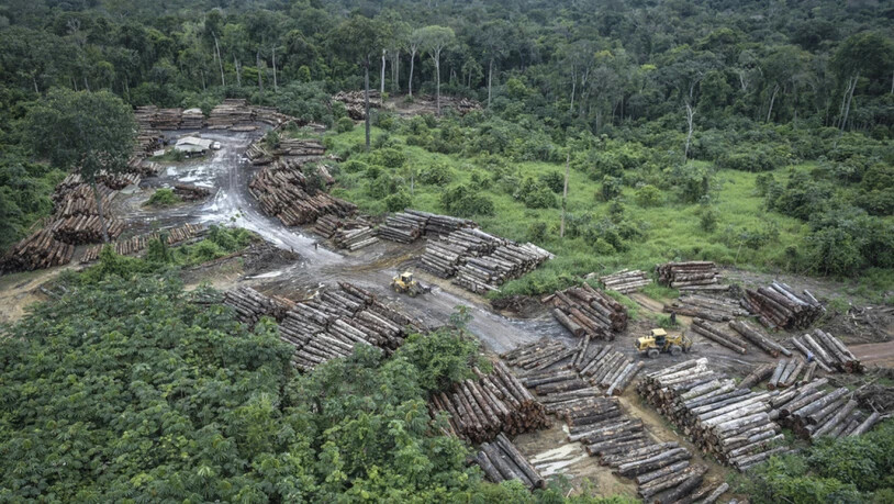 Die Abholzung des Regenwaldes in Brasilien nimmt immer rasanter zu. Im Archiv-Bild eine illegal gerodete Fläche.