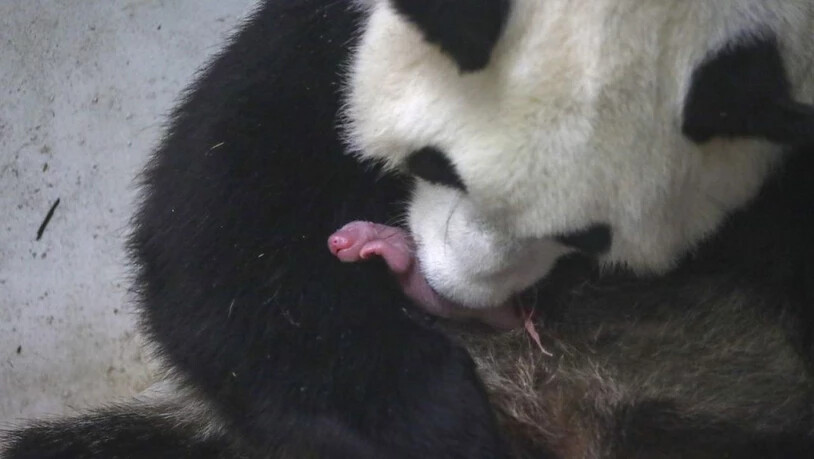 Riesenpanda-Mutter Hao Hao brachte am Donnerstag zwei gesunde Babys zur Welt.