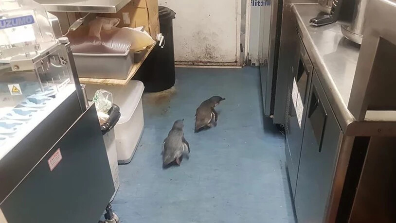 Bereits im Juli mussten sehr wahrscheinlich die gleichen Pinguine gleich zweimal von der Polizei aus einem Sushi-Restaurant in Wellington geholt werden. (Archivbild)