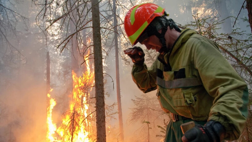 Waldbrände in Russland wüten derzeit laut Angaben von Greenpeace auf einer Fläche grösser als die Schweiz.