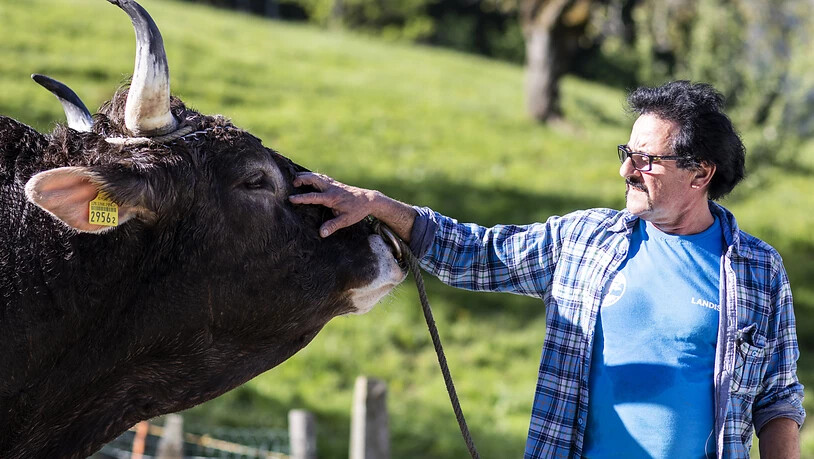 Er hegte und pflegte den Siegermuni Kolin: Mändel Nussbaumer. (Archivbild)