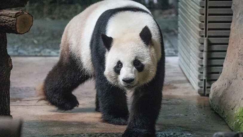 Vater des erwarteten Pandanachwuchses Im Berliner Zoo ist Jiao Qing. (Archivbild)