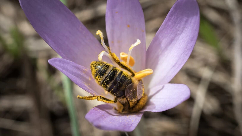 Wildbienen helfen beim Bestäuben von landwirtschaftlichen Feldern, brauchen zum Überleben aber auch blühende Wildblumen. (Archivbild)