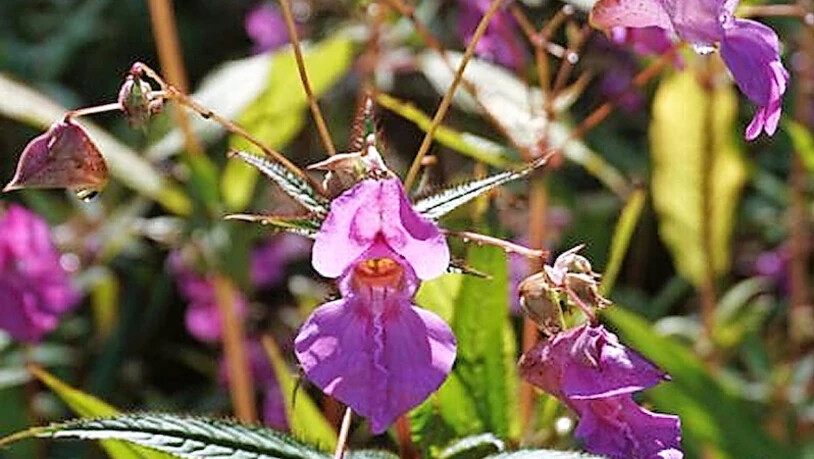 Das drüsige Springkraut gehört wie die Ambrosia, das Jakobskreuzkraut oder der noch immer in Gartenzentren verkaufte Kirschlorbeer zu den invasiven Pflanzen, den Neophyten.