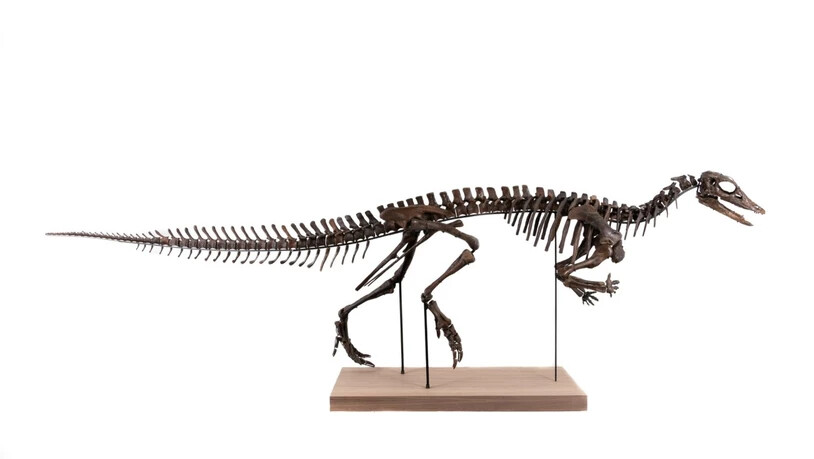 Beim versteigerten Objekt handelt es sich um ein Skelett des Thescelosaurus.