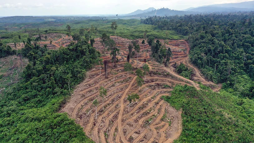 Gerodeter Wald für die Palmöl-Produktion in Indonesien. Der Nationalrat hat das Freihandelsabkommen mit Indonesien genehmigt, das ein Kapitel zur nachhaltigen Produktion enthält. (Themenbild)