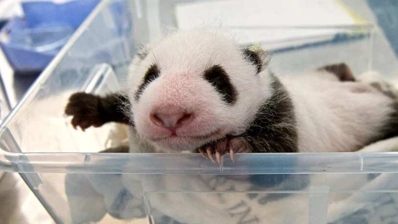 Schon 1400 Gramm schwer: Eines der beiden Panda-Jungen beim Wägen im Zoo Berlin.