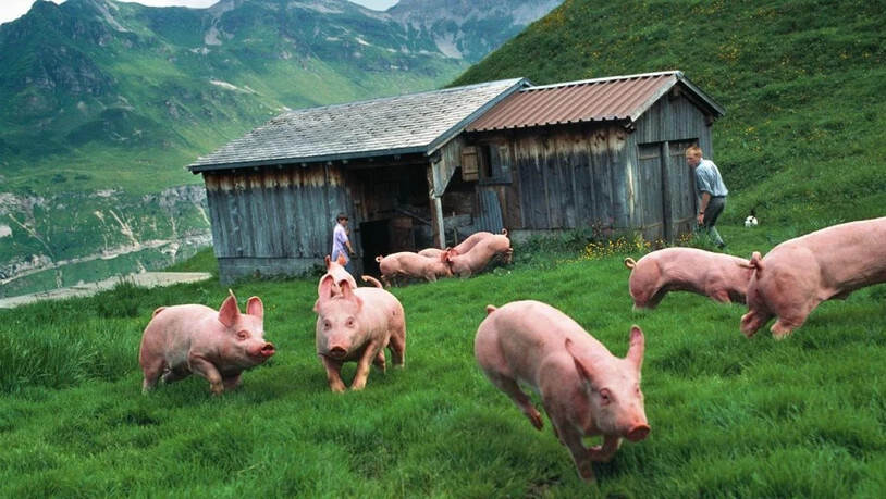 Schweizer Bauern können sich 2019 über ein leicht höheres Einkommen freuen als letztes Jahr. Die Schweinezucht etwa hat besser rentiert als auch schon. (Archivbild)