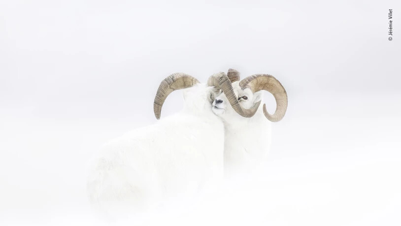 Zwei männliche Dall-Schafe, mitten im Schnee im Kampf verhakt. Für die Aufnahme trotzte der Franzose Jérémie Villet im Yukon-Territorium im Nordwesten Kanadas starkem Wind, heftigem Schneefall und eisigen Temperaturen. Er gewann in der Kategorie "Rising…