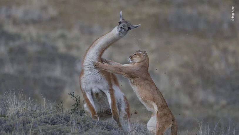 In der Kategorie "Verhalten von Säugetieren" gewann Ingo Arndt aus Deutschland mit seiner Aufnahme eines Pumas, das in Patagonien ein Guanako erlegt. Er teilte sich den ersten Platz mit dem Hauptgewinner Yongqing Bao und dessen Murmeltier-Foto.