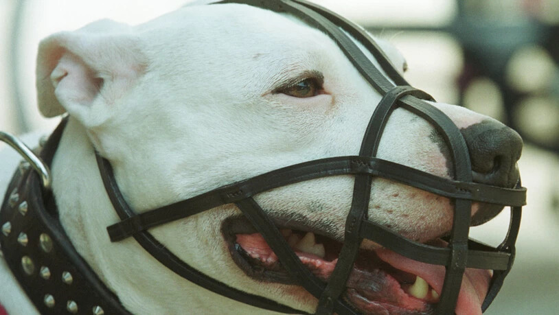 Das Bundesgericht hat den Halter einer Argentinischen Dogge vom Besuch eine Hundekurses befreit. (Symbolbild)