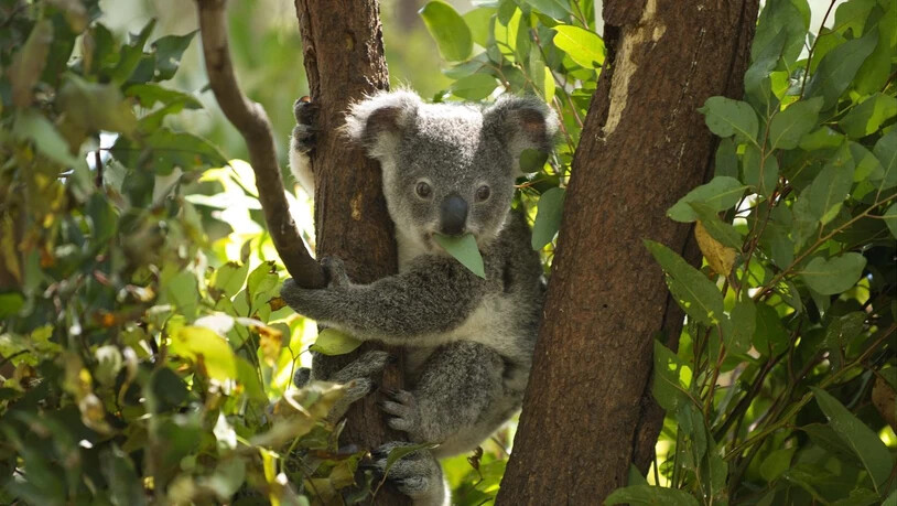 Ein junger Koala isst Blätter in einem Wildpark bei Brisbane in Australien. (Archivbild)