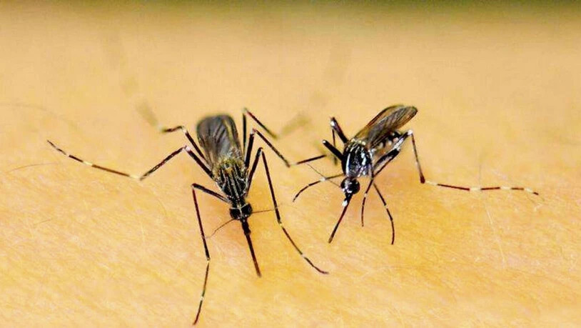 Auf dem Foto ist die Asiatische Buschmücke (links) und die Asiatische Tigermücke (rechts) zu erkennen.