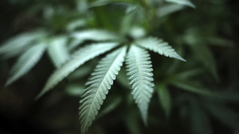 Der Nationalrat muss entscheiden, ob die Abgabe von Cannabis zu Versuchszwecken erlaubt werden soll. Seine vorberatende Kommission ist dagegen. (Themenbild)