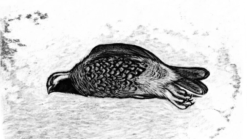 Einer von 30 oiseaux morts, den Tom Tirabosco für das Cartoonmuseum Basel gezeichnet hat, anlässlich der Einzelausstellung mit seinen Werken.