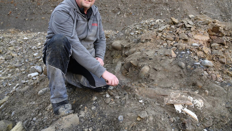 Noch ist der Fund nicht freigelegt: Finder Stefan Bitterli mit dem Mammutzahn in der Kiesgrube in Eschenbach LU.