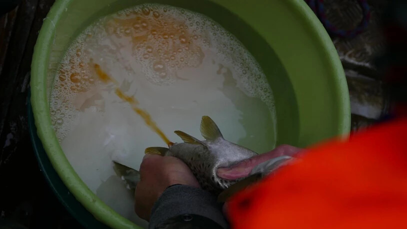 Drei Mal pro Woche gehen Mitarbeitende des Amtes für Jagd und Fischerei auf den Lago di Poschiavo, um den Fischen bei der Fortpflanzung zu helfen.
