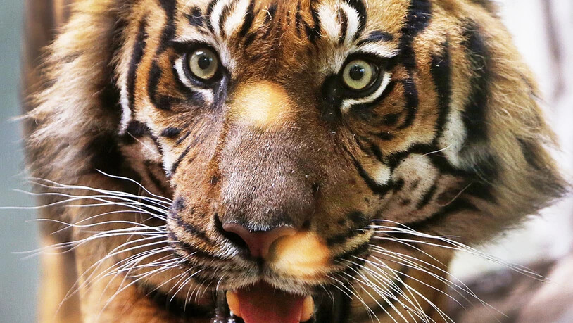 Nach Schätzungen leben noch etwa 400 Sumatra-Tiger in der Wildnis Indonesiens. Durch die Rodung der Wälder wird ihr Lebensraum immer kleiner. (Symbolbild)