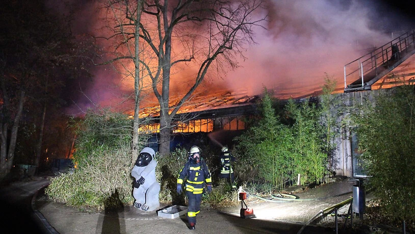 Tragödie in der Nacht auf Neujahr: Das Affenhaus im Krefelder Zoo brannte vollkommen aus, acht Menschenaffen sterben.