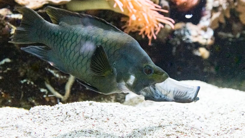 Dieser Fisch hat eine grosse Klappe: Der Stülpmaullippfisch bereichert den Fischbestand im Vivarium des Basler Zollis.
