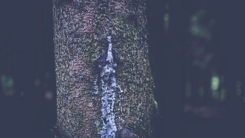 Achtung Lärm: Bis Ende Februar dürfte es auf der Aautobahn während der Nacht laut werden.