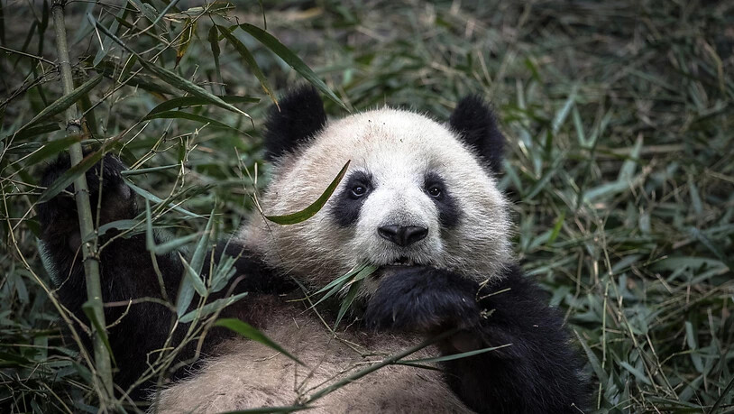 Der Verlust von Biodiversität führt auch zu finanziellen Risiken, sagt eine neue Studie des WWF. Im Bild: Ein Panda frisst Bambus.
