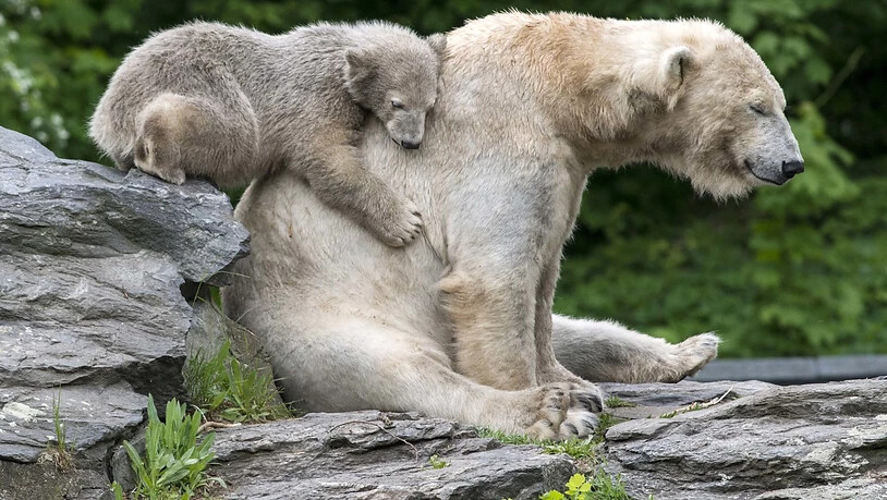 Russland lässt erstmals die Eisbären in seinem Territorium zählen. (Archivbild)