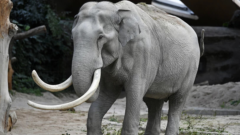 Maxi ist tot: Der bekannte Elefantenbulle aus dem Zoo Zürich wurde 50 Jahre alt.