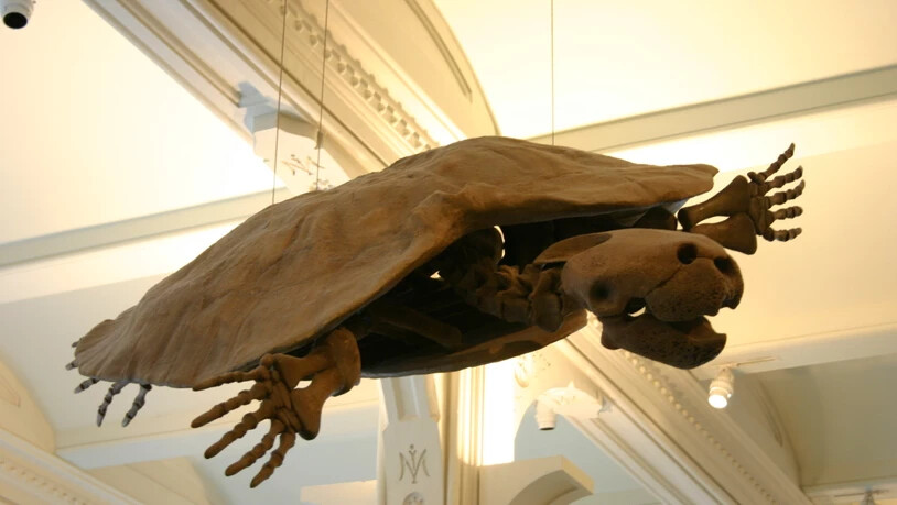Skelettrekonstruktion von Stupendemys geographicus am American Museum of Natural History. Das Exemplar ist ungehörnt. Die Variante mit Horn, welche Forscher der Uni Zürich im nördlichen Südamerika entdeckt haben, erlaubt ganz neue evolutionäre…