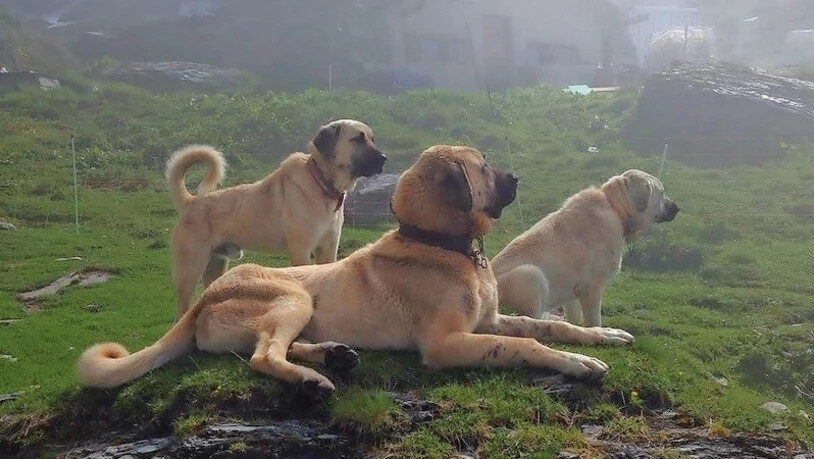 Anatolische Hirtenhunde schützen Schafe auf einer Bündner Alp, als offizielle Herdenschutzhunde sind sie aber nicht akzeptiert.