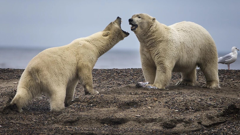 Einer Studie zufolge nimmt die Rivalität zwischen Eisbären zu. Laut Forschern spielt der Klimawandel eine Rolle.